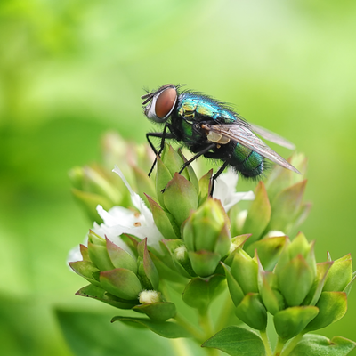 Pest experts say this supermarket buy will stop flies coming into your home – and you can pick it up from the fruit and veg aisle for less than £1