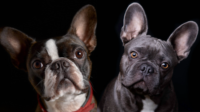 Boston Terrier vs French Bulldog: 7 key differences, according to a vet