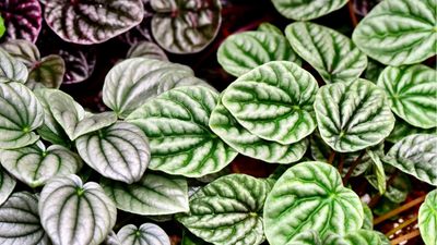 How to care for peperomia plants – 3 tips to keep these textured beauties bright