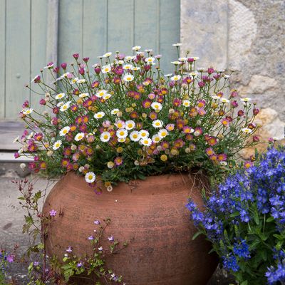 Experts share how to clean terracotta pots effectively in 5 simple steps to restore their look and keep plants healthy