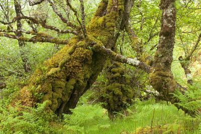 ‘Scale is so important’ – the fight to revive Britain’s vanishing rainforests