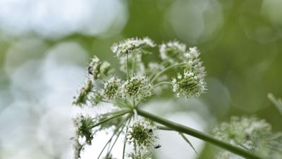 How to grow angelica – expert advice on cultivating this medicinal and culinary herb