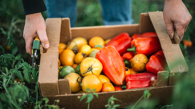 5 vegetable crops to grow in May for a homegrown harvest