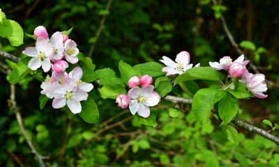 Country diary: A fine year for apple blossom