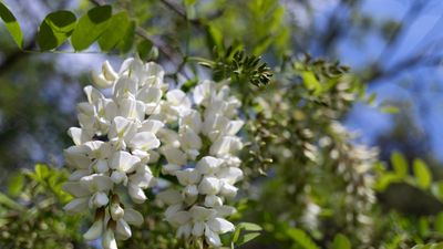 5 plants with thorns and spines to avoid in family gardens – plus the safer alternatives to grow instead