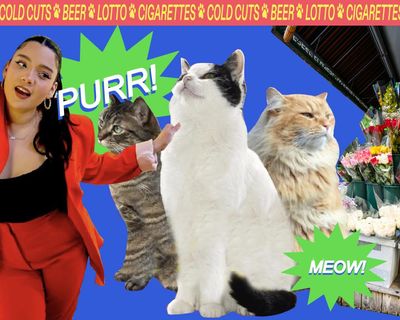Is that a cat in the Cheetos? New York comedian spotlights the city’s famous bodega felines
