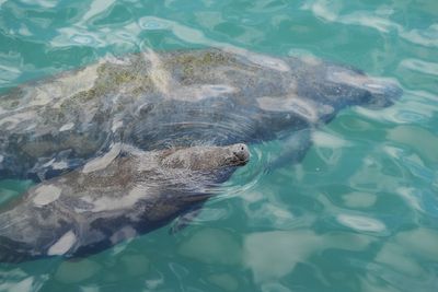 Democratic senators press Trump administration on how it will protect endangered species
