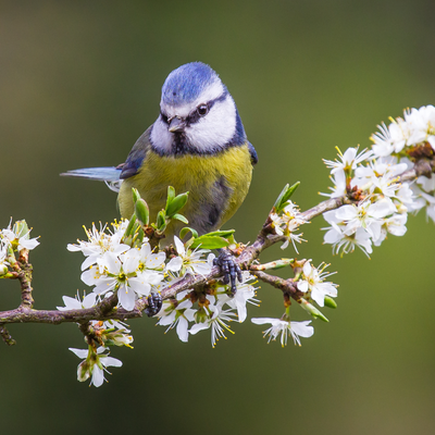 3 ways to attract blue tits and keep these beautiful birds as regular visitors to your garden, according to wildlife experts