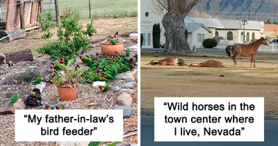 49 Amusing Pics That Show Different Countries Around The World Have Their Own Kinds Of “Pigeons”