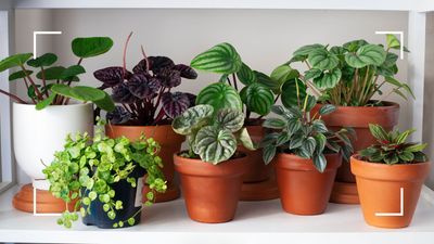Horticulture expert shares the best houseplants for stress relief and improving your wellbeing
