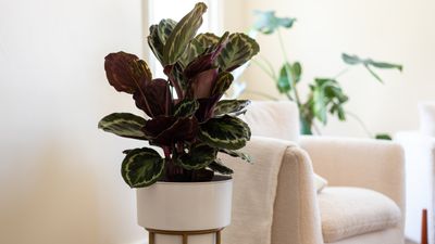Houseplant experts guarantee these 5 steps will revive a dying calathea – plus tips on how to keep it thriving going forward