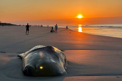 Beached whale is euthanized on South Carolina resort island