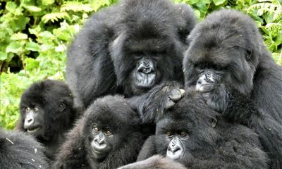Gorillas offer clues to how social relationships work in humans – study