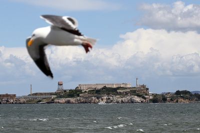 Trump plans to jumpstart one of the nation’s worst prisons. Officials may have to boot threatened seabirds to do it