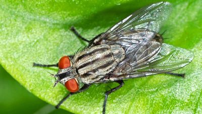 Simple Fly-Busting Trick Brits Are Using to Keep Homes Bug-Free During Heatwave