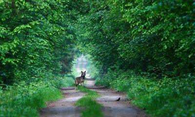 Country diary: A whiff of wolf urine is the true essence of wilderness