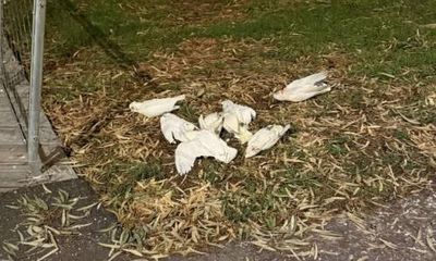 Hundreds of little corellas killed in suspected poisoning attack in regional Victorian city