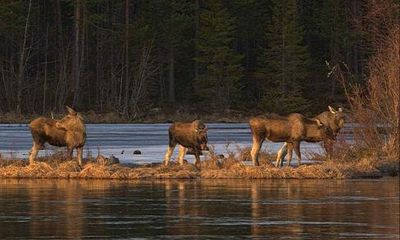 Sweden’s Great Moose Migration live stream ends after 478 hours’ viewing