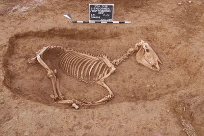 ‘Very rare’ horse cemetery from Roman times unearthed in Germany