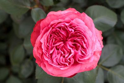8 new varieties of rose bush to choose from as a Mother's Day gift