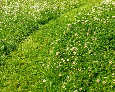 How to create a more eco-friendly lawn: six things you can do right now, according to an expert