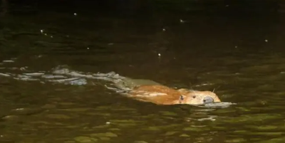 ‘Very chill’ wild beaver filmed on river after return of species to UK after 400 years