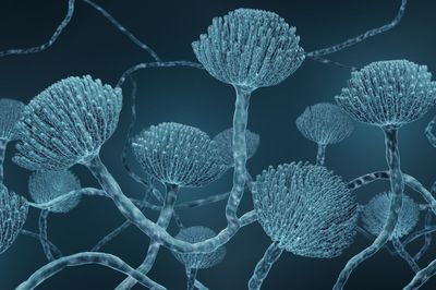 Scientists warn of killer mould spreading across Europe