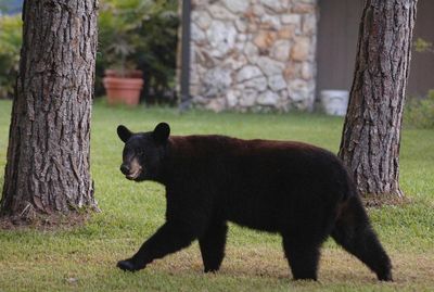 Officials say black bear likely killed man and his dog in Florida