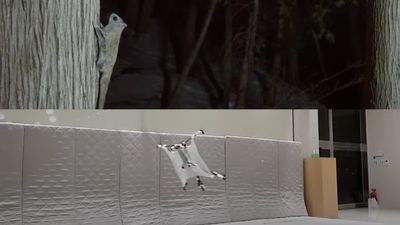South Korea enters drone race –with a squirrel!