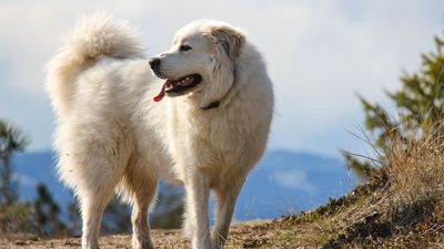 Great Pyrenees are wonderful guard dogs but can they make great pets too?