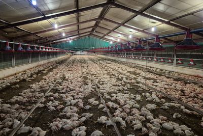 Thousands of chickens euthanized in South Africa after they were left starving and eating each other