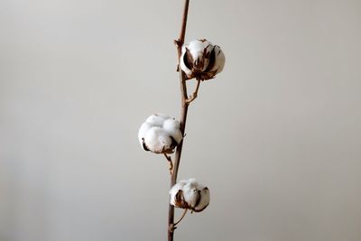 Does Cotton Have a Chance to Rally in 2025?