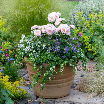 Best flower pairings to grow in pots – 7 expert-recommended combinations for vibrant displays all summer long