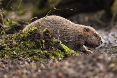 Restoring species such as beavers, elk and bison ‘crucial’ for nature – charity