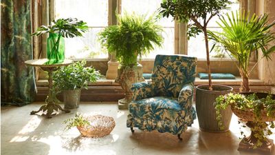 I stopped my monstera leaves curling by making these easy changes – now its statement foliage is the best its ever looked