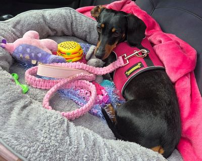 After braving the wilderness for 500 days, Valerie is heavier than ever. Has someone been feeding the mini dachshund?