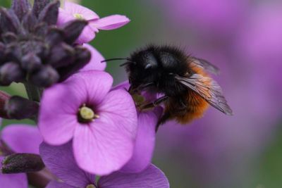 Specieswatch: new bee species in the UK a rare gain in a changing climate