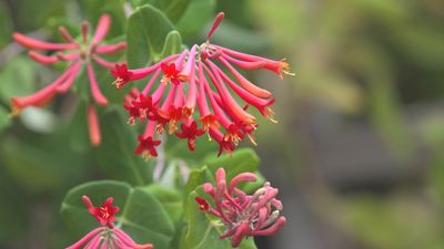 Best climbers to attract hummingbirds – 5 nectar-rich vines with vibrant, colorful flowers to fill pots and borders