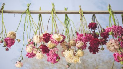 9 of the best flowers to grow for drying – to extend the beauty of your backyard blooms