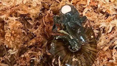 Rare snail that can ‘slurp up earthworms like noodles’ caught on camera laying an egg from its neck