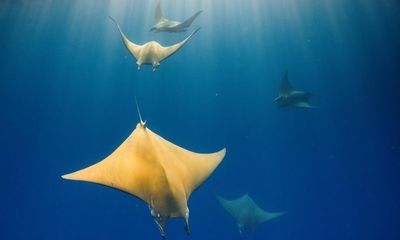 Ocean with David Attenborough review – a passionate case against the ruination of the seas