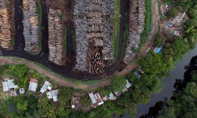 ‘A cemetery of trees’: vast green expanses turned to dust as loggers plunder South America’s Gran Chaco