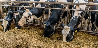 The environmental, social and public health toll of Europe’s factory farming dependency