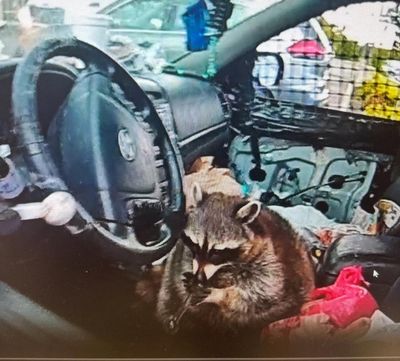 Ohio police find pet raccoon in car driver’s seat with meth pipe in its mouth