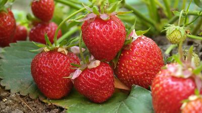 Winter is the season to grow strawberries in Florida – local expert growers reveal how to get great harvests