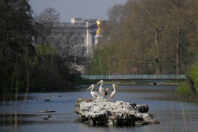 Giant lily pads and a bronze tree are among designs for Queen Elizabeth II's memorial