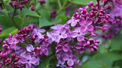 Is it necessary to deadhead lilac flowers? Here's what I've learned after a decade working as a professional gardener