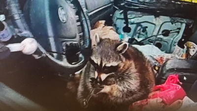 Ohio Woman Arrested After Raccoon Holding Meth Pipe Was Found in Her Car
