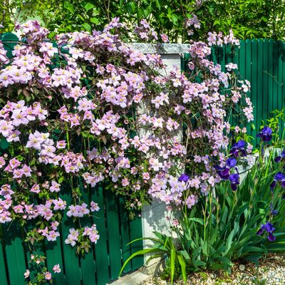 How to revive a woody clematis plant – 3 steps to help your climbing plant to thrive again