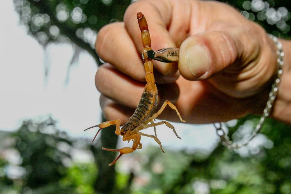 Scorpions ‘taking over’ Brazilian cities with reported…